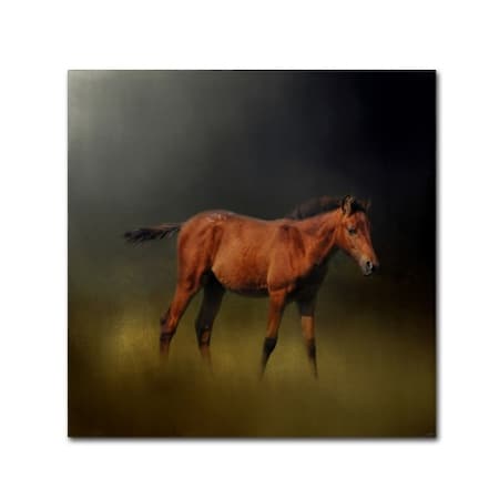 Jai Johnson 'Copper Colt In The Moon Light' Canvas Art,14x14